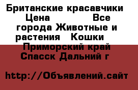 Британские красавчики › Цена ­ 35 000 - Все города Животные и растения » Кошки   . Приморский край,Спасск-Дальний г.